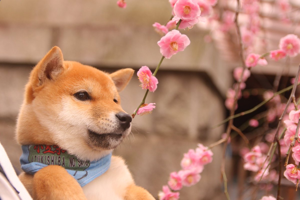 秋葉原 小豆柴 あずきしば の郷 世界最小 モフモフの柴犬と触れ合ってみました Docca どっか 今すぐ どっかへ