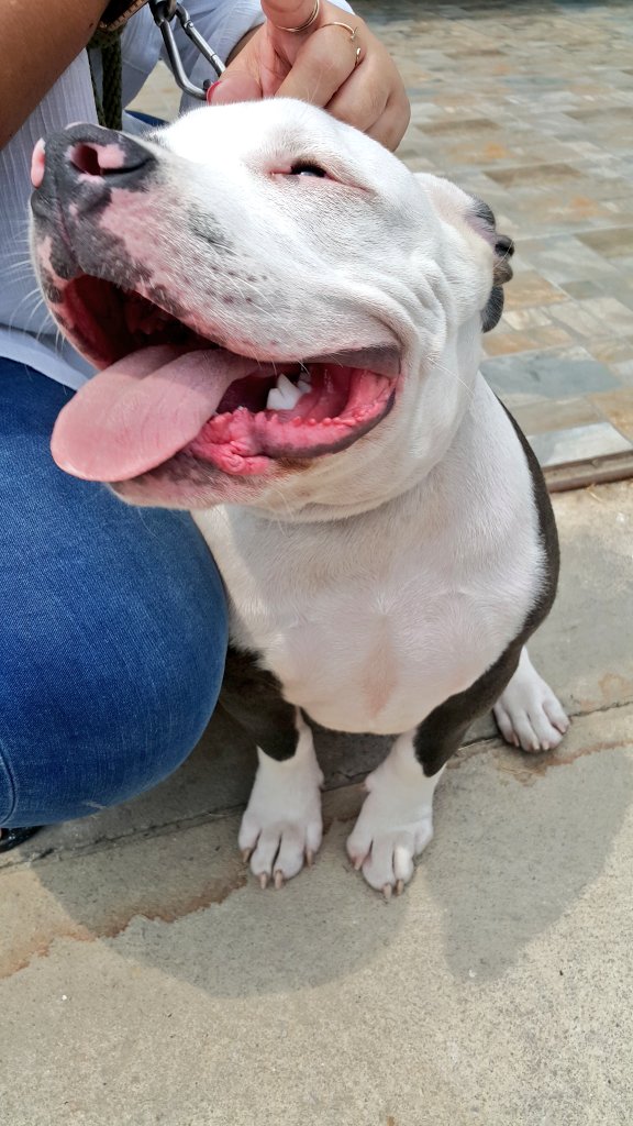 vandalavender's tweet photo. นู๋จ้ามีแฟนหรือยังจ๊ะ มีนาคมไปก่อนแล้วกัน #AmericanBully #Bully #Bullydog #Nice #Dog #Lovely #Suchat 4 months old 😎 https://t.co/knqbKf3AMJ