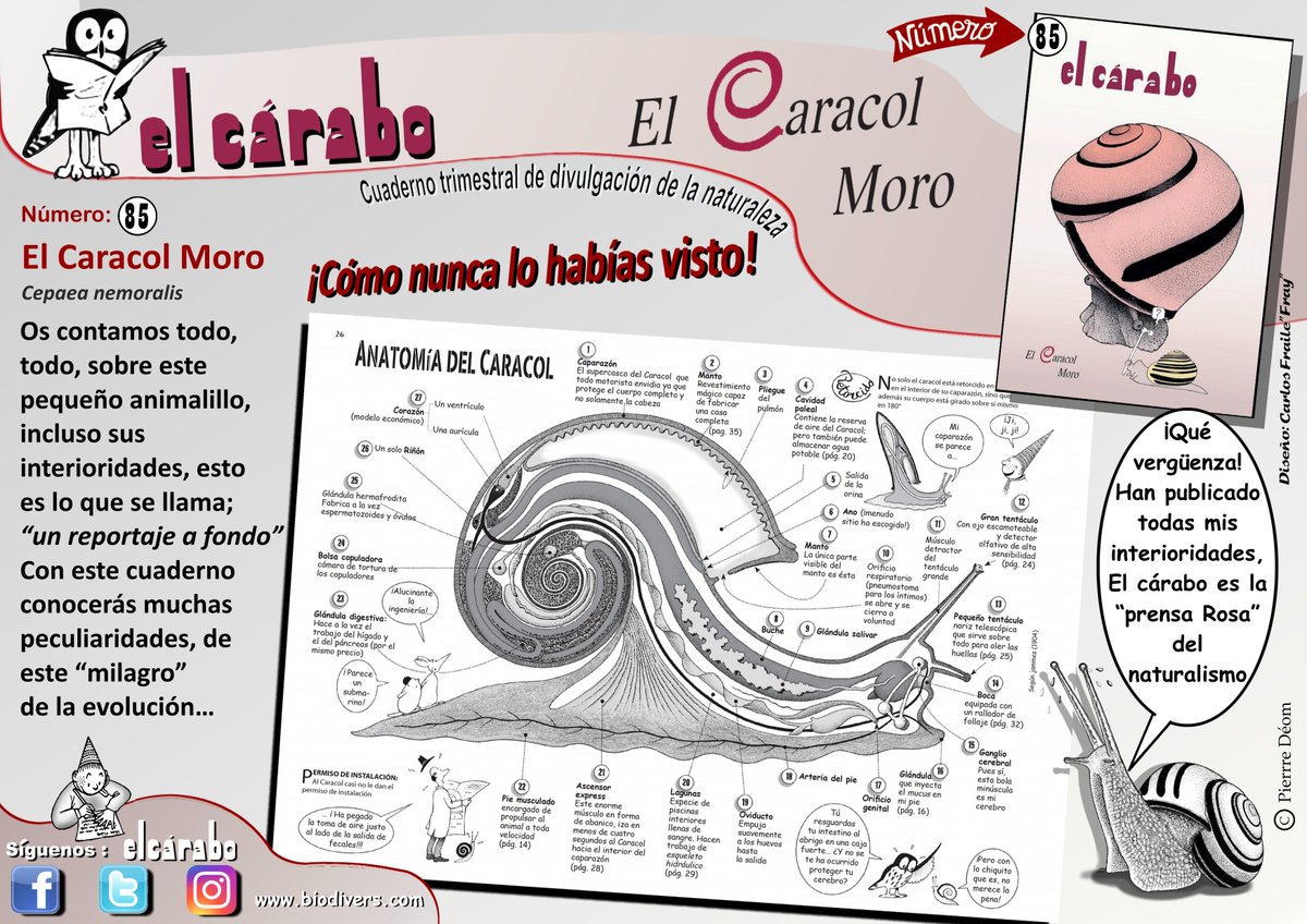 EL CARACOL MORO Nª 85
#carabo85 #elcarabo
Os contamos todo, sobre este pequeñin, incluso sus interioridades, esto es: "un reportaje a fondo" 
No esperes suscribete, 8 números: elcarabo.com/producto/suscr…
O solo este: elcarabo.com/producto/no-85…
Preguntas a: carabo56@gmail.com