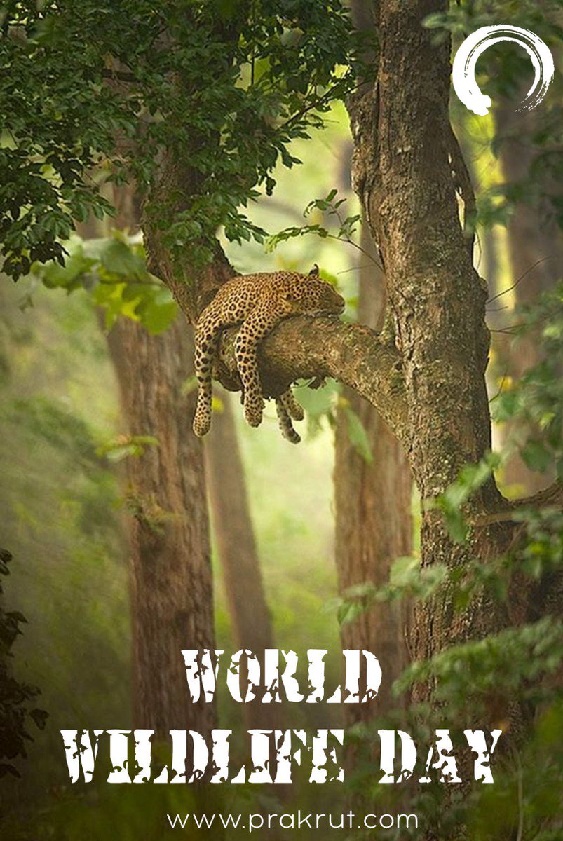 PrakrutSoftware's tweet image. #wildlifeday #wildlife #NationalWildlifeDay #worldWildlifeDay #travelbug #nature #bestvacations #travelbug #travelblog #exoticanimals #iloveanimals #travelphotography  #travelandlife #adventureculture #adventuretravel #traveltheworld 
#artistsofindia