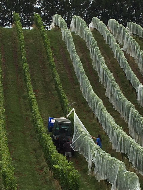 Nets on Pinot Noir 20-5 block. Quite steep.