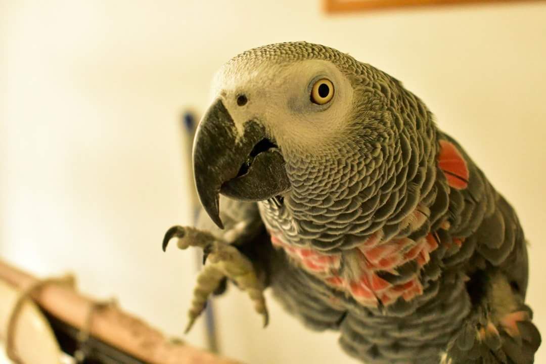 PetsCorral's tweet image. pets-corral.com 
African Grey Parrots