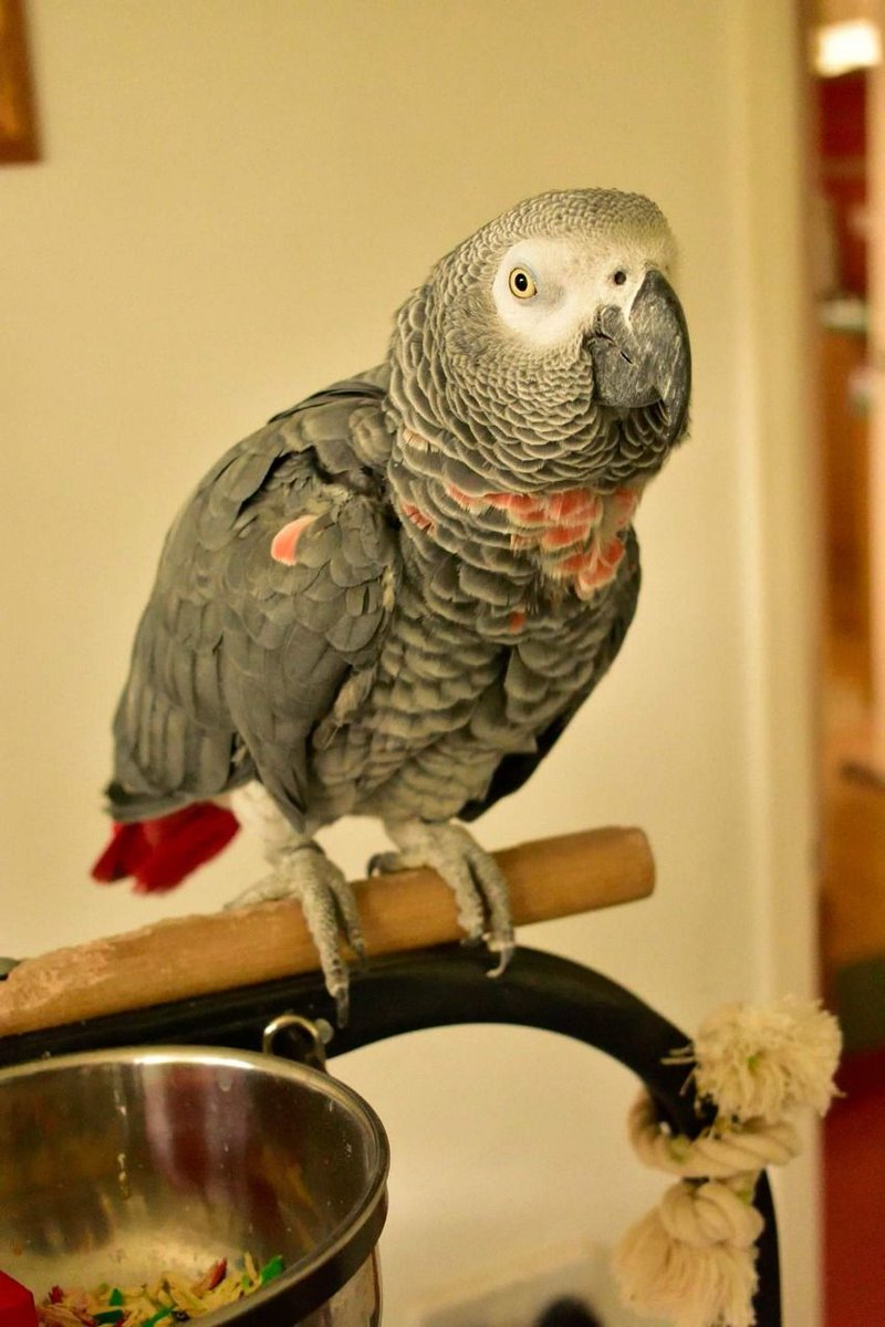 PetsCorral's tweet image. pets-corral.com 
African Grey Parrots