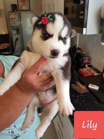 PetsCorral's tweet image. pets-corral.com 
🐶 Pups are KC registered✔️
🐶 5 Generation pedigree✔️
🐶 5 Week insurance✔️
🐶 Fully inoculated✔️
🐶 Microchipped✔️
🐶 Wormed✔️
🐶 Flead✔️
🐶 Pups will leave with all there KC pedigree papers, 1 bag of food, a puppy pack with info, toys, blanket etc...