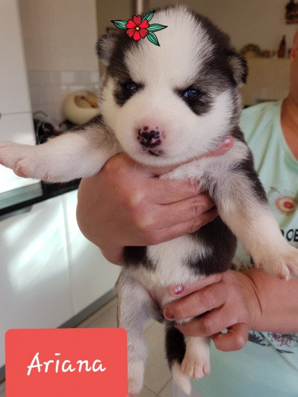 PetsCorral's tweet image. pets-corral.com 
🐶 Pups are KC registered✔️
🐶 5 Generation pedigree✔️
🐶 5 Week insurance✔️
🐶 Fully inoculated✔️
🐶 Microchipped✔️
🐶 Wormed✔️
🐶 Flead✔️
🐶 Pups will leave with all there KC pedigree papers, 1 bag of food, a puppy pack with info, toys, blanket etc...