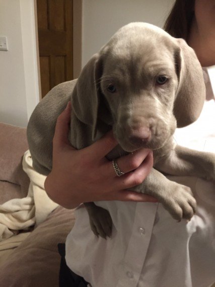 PetsCorral's tweet image. pets-corral.com 
🐶 Pups are KC registered✔️
🐶 5 Generation pedigree✔️
🐶 5 Week insurance✔️
🐶 Fully inoculated✔️
🐶 Microchipped✔️
🐶 Wormed✔️
🐶 Flead✔️
🐶 Pups will leave with all there KC pedigree papers, 1 bag of food, a puppy pack with info, toys, blanket etc...