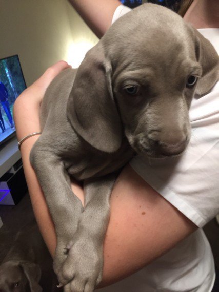 PetsCorral's tweet image. pets-corral.com 
🐶 Pups are KC registered✔️
🐶 5 Generation pedigree✔️
🐶 5 Week insurance✔️
🐶 Fully inoculated✔️
🐶 Microchipped✔️
🐶 Wormed✔️
🐶 Flead✔️
🐶 Pups will leave with all there KC pedigree papers, 1 bag of food, a puppy pack with info, toys, blanket etc...