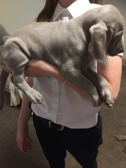 PetsCorral's tweet image. pets-corral.com 
🐶 Pups are KC registered✔️
🐶 5 Generation pedigree✔️
🐶 5 Week insurance✔️
🐶 Fully inoculated✔️
🐶 Microchipped✔️
🐶 Wormed✔️
🐶 Flead✔️
🐶 Pups will leave with all there KC pedigree papers, 1 bag of food, a puppy pack with info, toys, blanket etc...