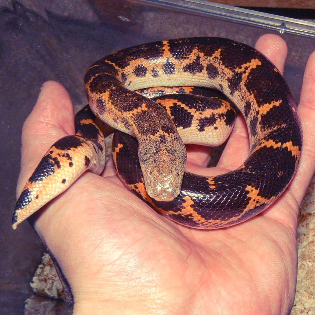 G1lbertSc1ence's tweet image. 2/4 A right little stub-chub this little guy is known for its stocky body and short tail #notbodyshaming. Being a #boa these guys are #constrictors. Killing prey by wrapping them in those bulky strong coils 💪🏻