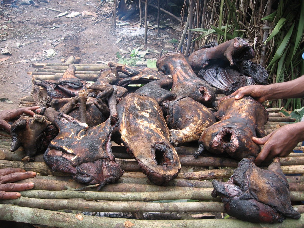 WCS RD Congo tweet media