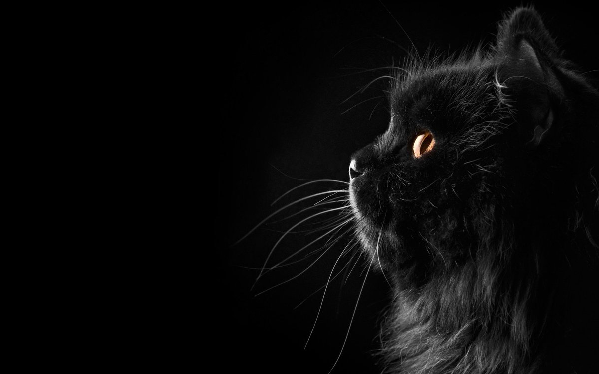 sdremthix's tweet photo. #adorable #animal #animals #cat #catlover #catoftheday #cats #cute #furry #ilovemycat #instacat #kitten #kittens #kitty #lovecats #lovekittens #pet #pets #photooftheday #sleeping #tagmefreely #androidapp https://t.co/wycCXPj7pX
