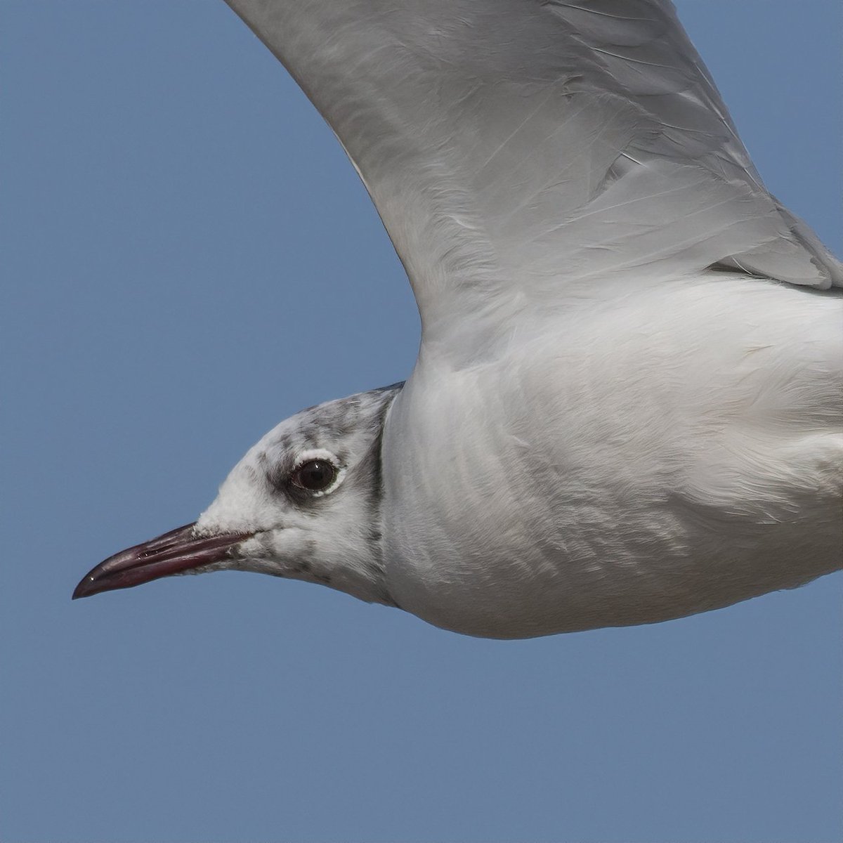 Black-headed Gull