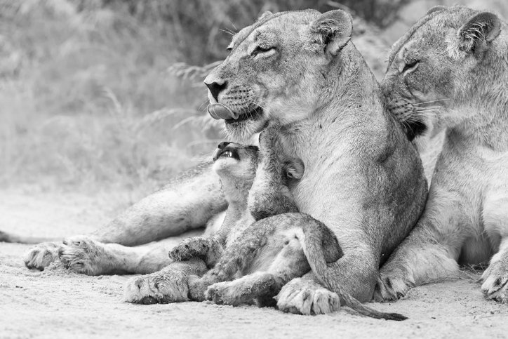 Coppermines's tweet photo. #Wildlife conservation is a shared responsibility. #DoOneThingToday to protect #BigCats. You have the power to spread the word &amp; make the change! Get involved: https://t.co/XuV7yIoWQW #PredatorsUnderThreat #iProtectBigCats #WWD2018 https://t.co/BamYrf13vE