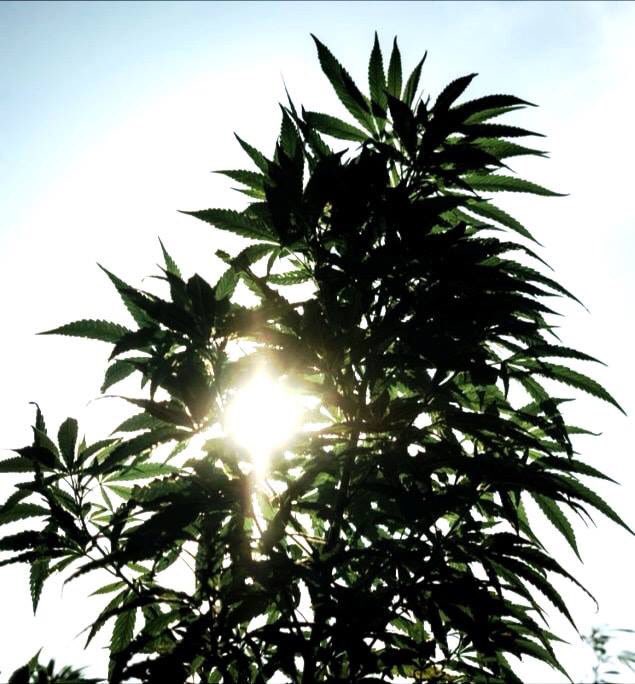 #sweety #tisza #purpleweed #orangeweed #lemoncookies #kingen #indu #sativa #indica #weed #cannabis #thc #cbd #medicalmarijuana #farmacia #weedsicily #canapalight #marijuana #italy #medicina #sicily #siciliana #cannabislight #canapa #Agrigento #Sicilia lasicilianaquality.com