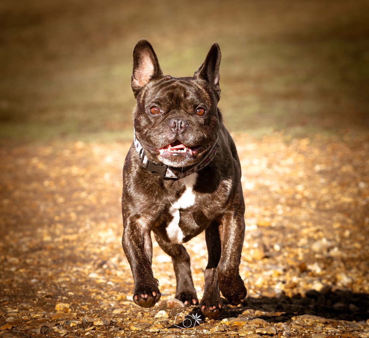 PhotographyCole's tweet photo. He's Coming!

Frank was in full pursuit in this image to retrieve his new tennis ball. P.s new tennis balls don't last long hehe..🙈
@Pets_Mag @frenchbulldogwd @FrenchBulldogT @BournemouthMag @NFlivingmag @DorsetMag @tweet_dorset @PicBallot @DogPhotos @ExploreForest @practphoto https://t.co/MjUhcmRjuu