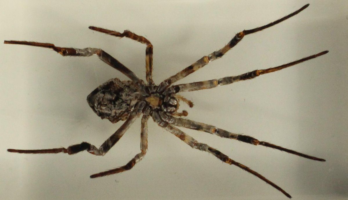 Aktuelle Tierfotos kommen auf Insta: instagram.com/100tiere/ #100tiere #instagram #spinne