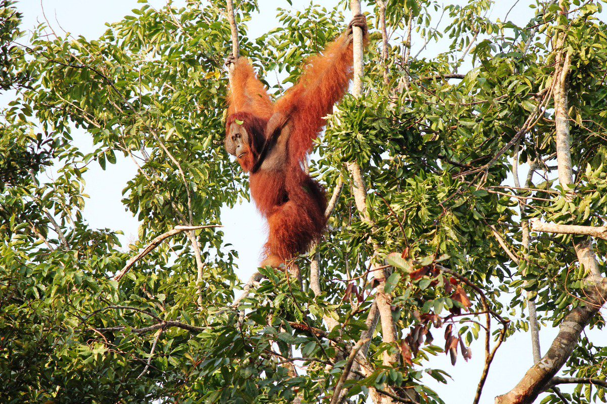 Musim Mas Group tweet media