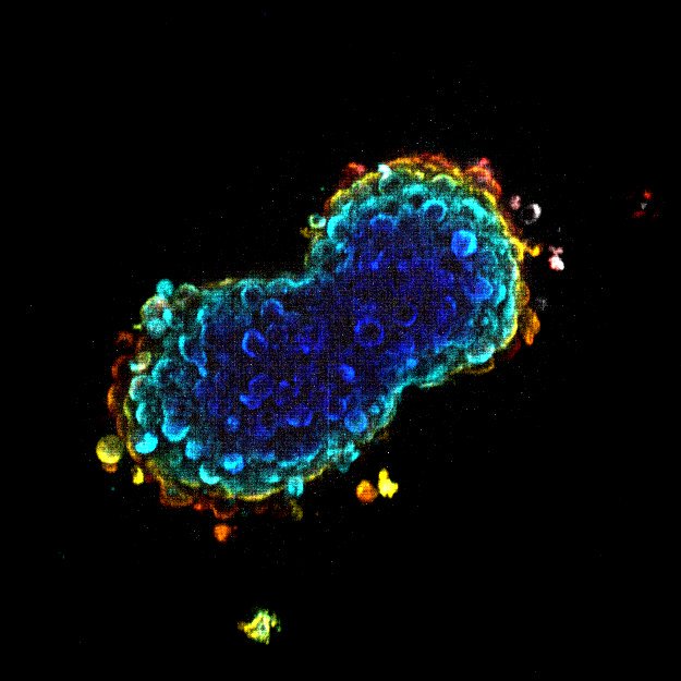 Cell Organ-izers tweet media