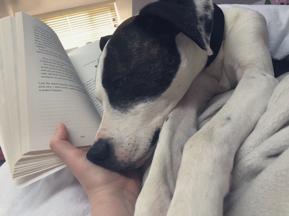 Trying to read but Rex would rather use me and my book as a pillow 😴 happy Sunday everyone! - Maz

#blog #bookbloggers #mediablog #theladyoftherivers #philippagregory #bookworm #sunday #sundayreading #dog #dogsoftwitter