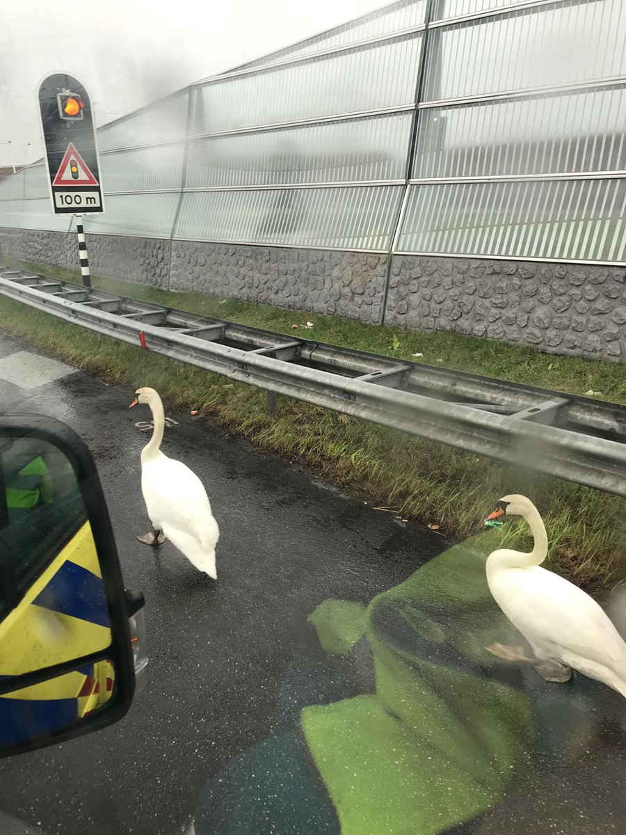 DebbieTimmer2's tweet photo. Ook wij zijn hulpverlener voor mens en dier. Twee zwanen gevaarlijk op de A15. Begeleid onder enige dwang naar de sloot https://t.co/0m1pPUSCVr