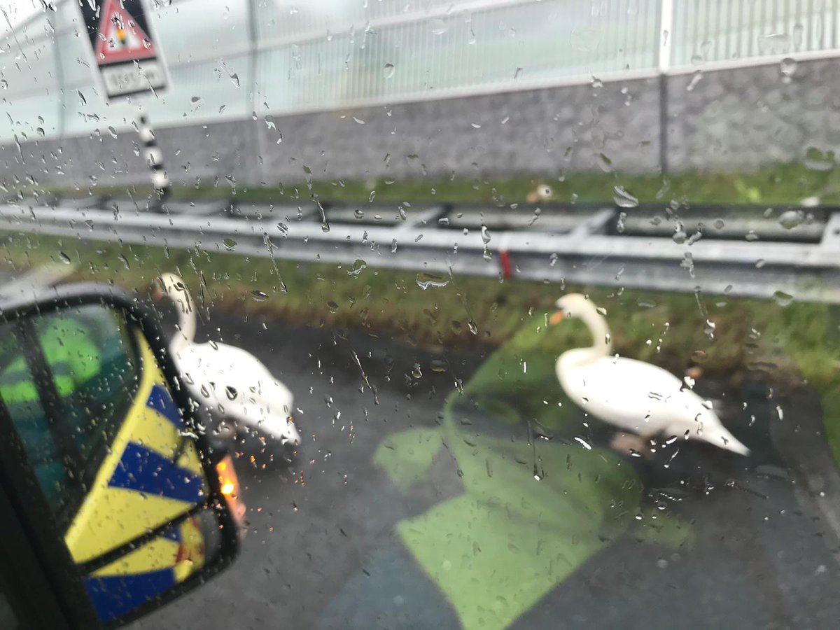 DebbieTimmer2's tweet photo. Ook wij zijn hulpverlener voor mens en dier. Twee zwanen gevaarlijk op de A15. Begeleid onder enige dwang naar de sloot https://t.co/0m1pPUSCVr