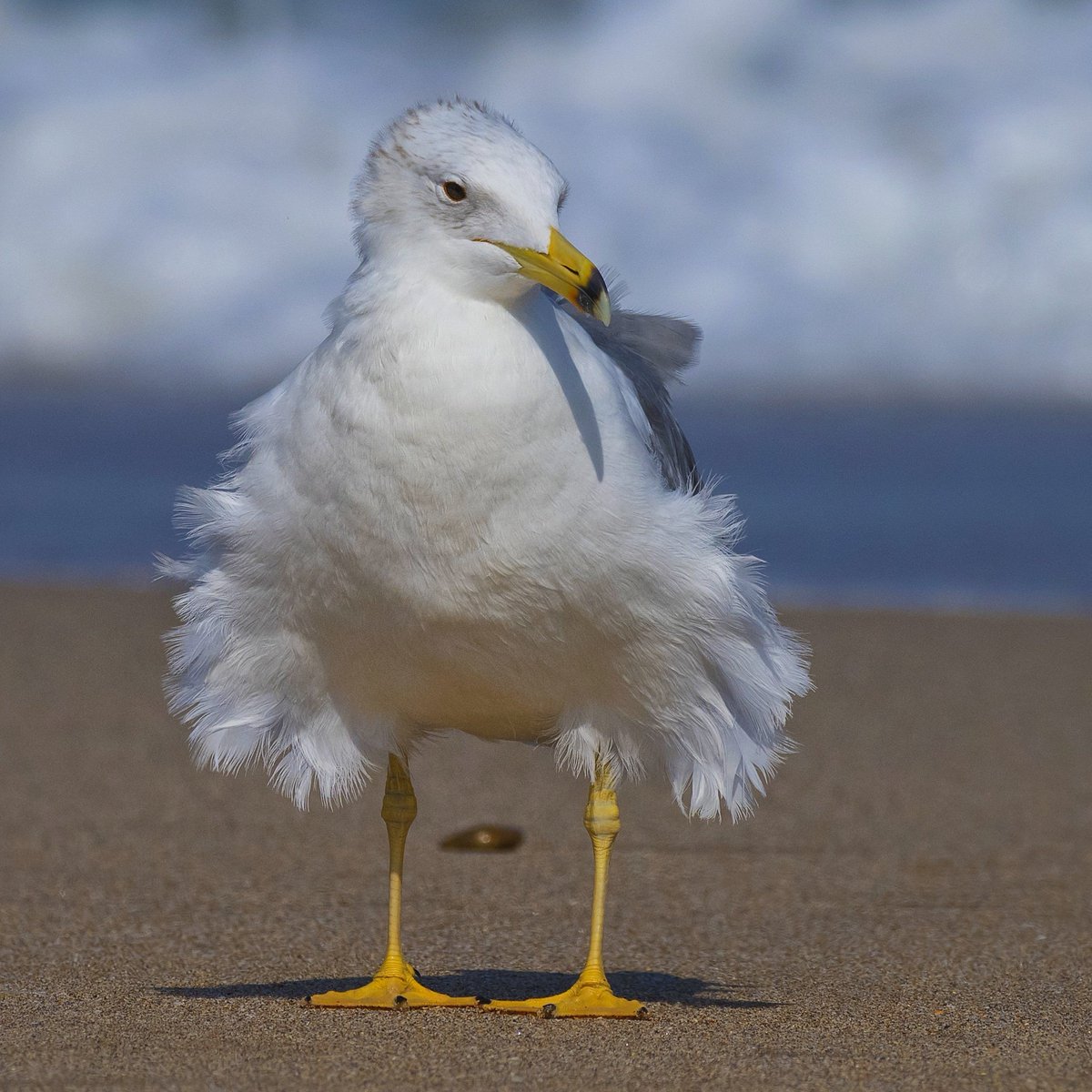 Caspian Gull