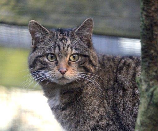 The Scottish wildcat is our most elusive carnivore living on woodland edges, in the margins of mountains and moorlands. They face many serious challenges but a new report sets out how to save Scottish wildcats from extinction: ow.ly/iah330nSSJw
#WorldWildlifeDay #scotnature