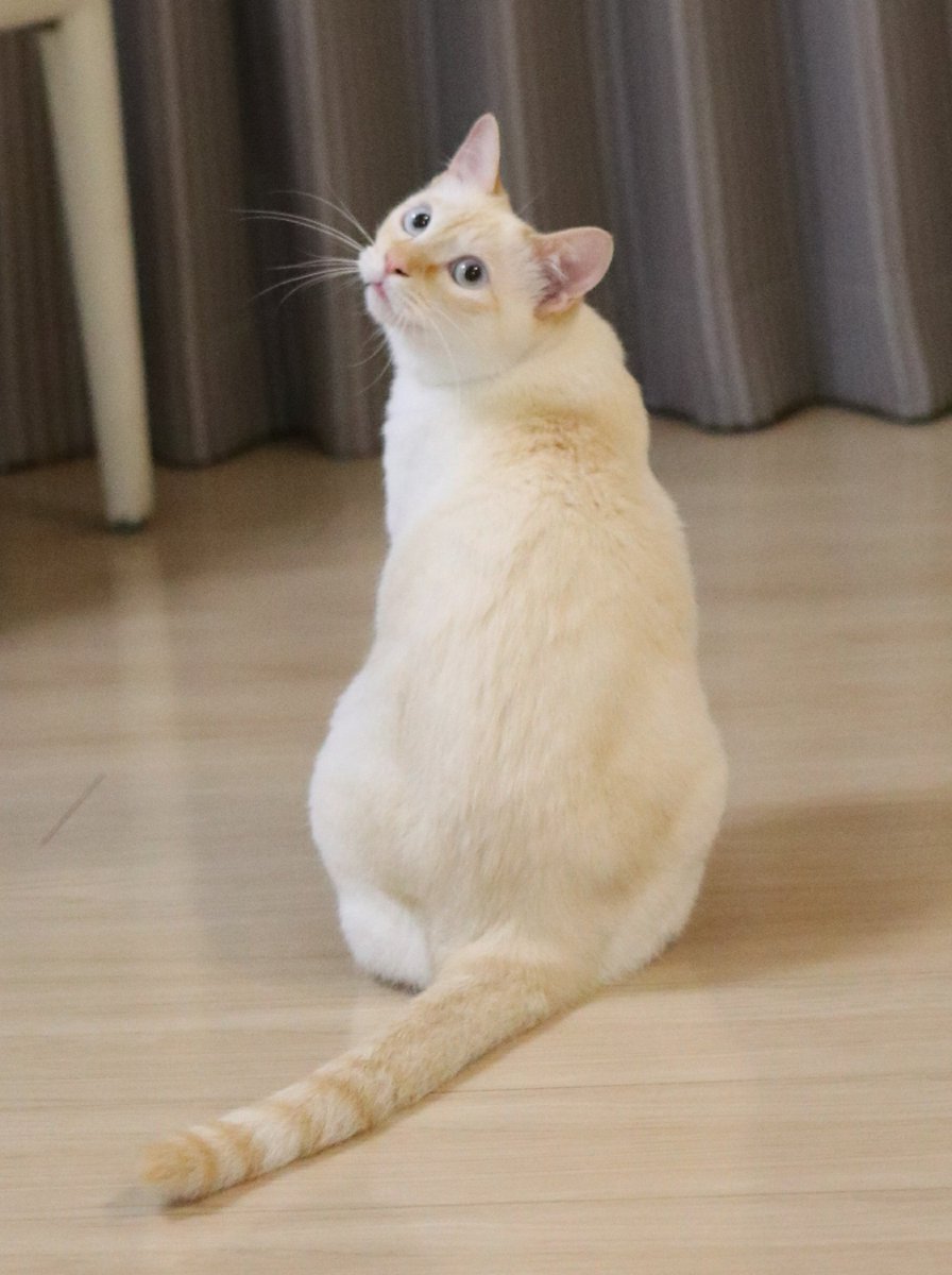 蒼天の笹かま猫 蒼天の笹かま猫