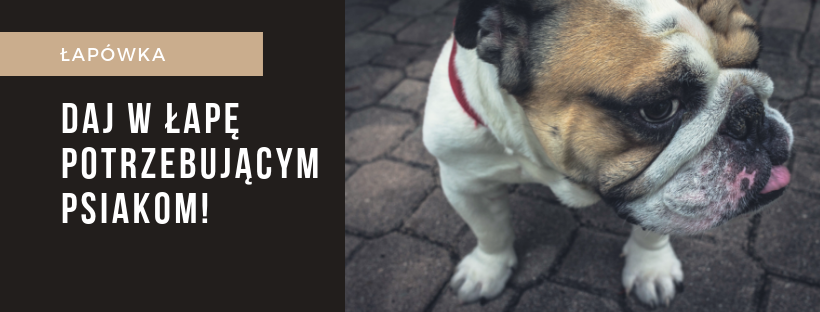 krakow_pl's tweet photo. #Krakow #zbiórka #łapówka #psy #pomoc #psiaki🐕🐶 Jeszcze dziś (niedziela) na Rynku Głównym do 17:00 można dać łapówkę, ale... zgodnie z prawem i w słusznym celu!

Razem wspieramy @KTOZ_Schronisko! 
#KTOZ #KrakowskieTowarzystwoOpiekinadZwierzętami!
Więcej> https://t.co/QZ9XFJ3pAp https://t.co/71v26HKYww