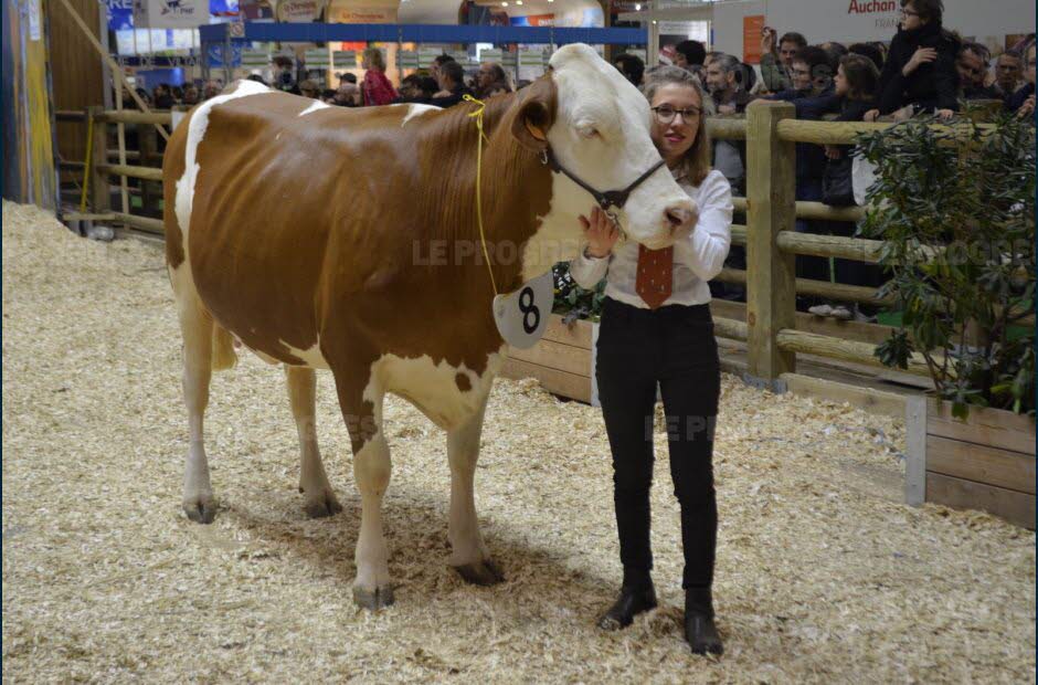 Une vache roannaise décroche le premier prix au Salon de l’Agriculture #Loire #Roannais leprogres.fr/loire-42-editi…