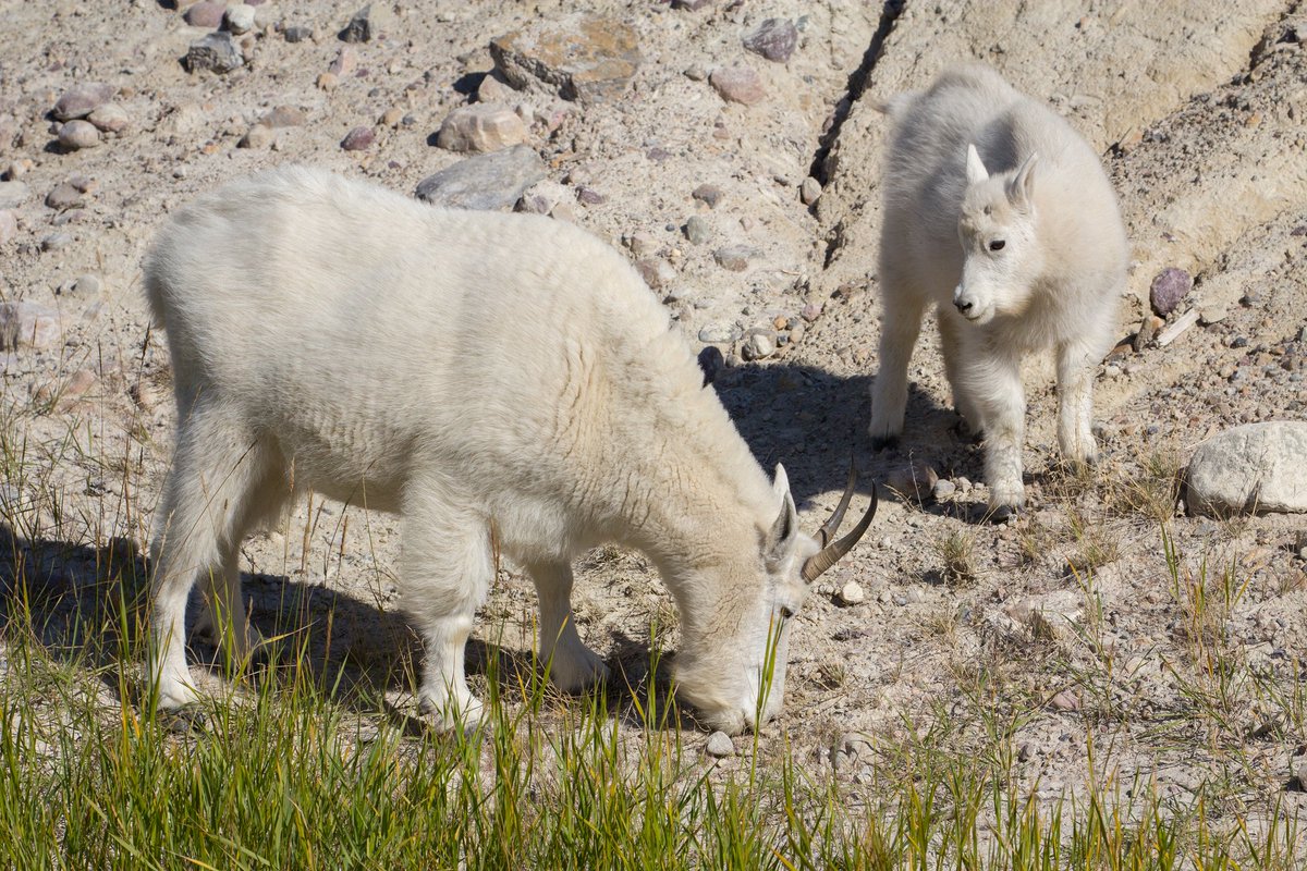 JasperNP's tweet image. Today is #WorldWildlifeDay
Did you know that the United Nations created the Canadian Rocky Mountain Parks World Heritage Site partly because of the incredible diversity of animals found here? Post your favourite wildlife from #JasperNP. 
📷 PC / R. Gruys