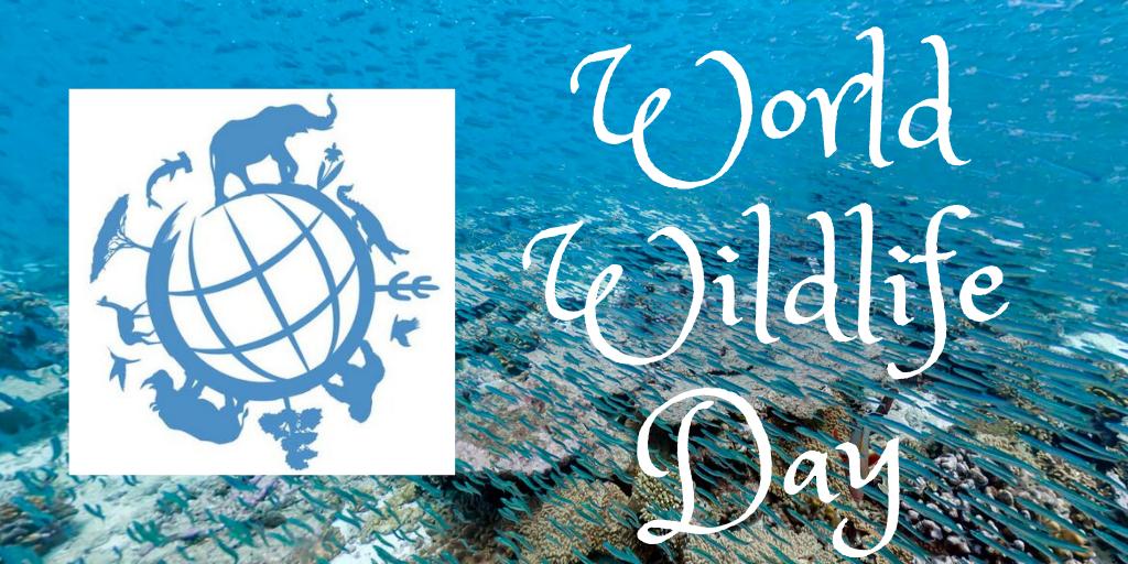 ReefLife911's tweet photo. Renewal of Dedication #WorldWildlifeDay Brings All Creatures together to #saveouroceans !!! #PeopleforPlanet provides #hope for #LifeBelowWater Please Join #ReefLifeBlue &amp; #DoOneThingToday an #ActOnClimate decision!!! #WWD2019 #TurningTheTide #SDG14 @WildlifeDay https://t.co/kvPw4WUKS4