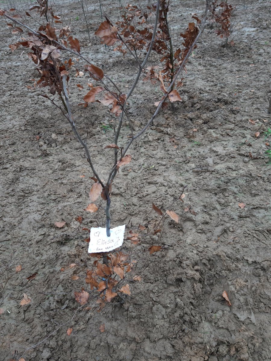 De plantactie voor de uitbreiding van het #Hallerbos was een overweldigend succes.  In een minimum van tijd zaten 3300 boompjes in de grond. #Planboommarter #natuurenbos #deboswachters #groenerand #Halle