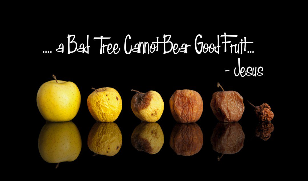 StJudeYMAllen's tweet photo. Check out today's Gospel reading in Luke 6:39-45. Are you bearing good fruit? https://t.co/ZlglQ3Pd05