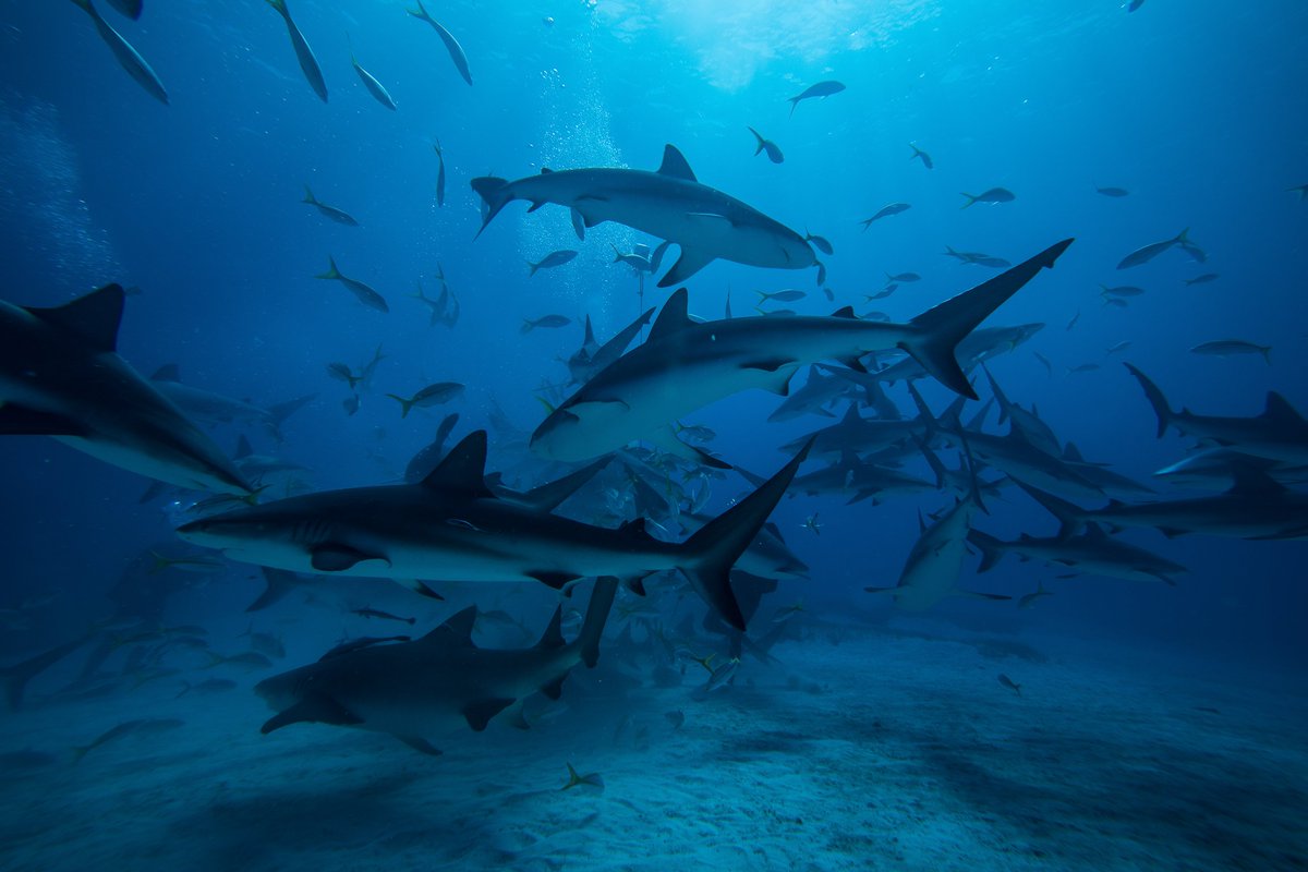 On #WorldWildlifeDay2019 we’re celebrating #LifeUnderWater. Through our #SharkConservationFund, we're working to protect the most threatened shark and ray species around the world. Read more about SCF's projects here sharkconservationfund.org