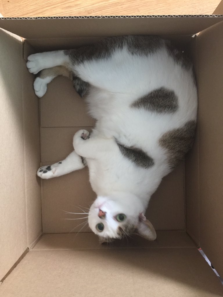 MastersRex's tweet photo. Took Millie less than 12 seconds today to find this box I set out for her.#catsnboxes https://t.co/NnGNNmTG3c