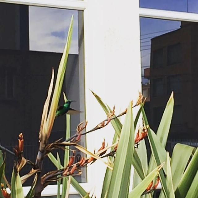 SenderosyRutas's tweet photo. La naturaleza abriéndose paso sin importar cuánto el cemento trate se arrinconarla #Nature #Naturelover #birds #animals #ignature #planeteath #senderosyrurtas #shareit #slowcam https://t.co/LHOhmTz32L https://t.co/RMpftLoeln