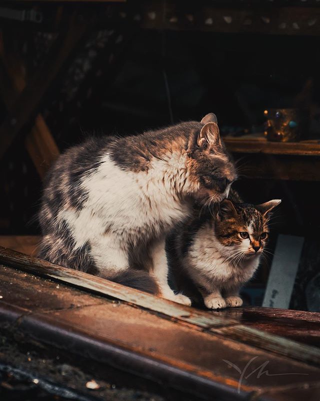 Sex in cat in Istanbul
