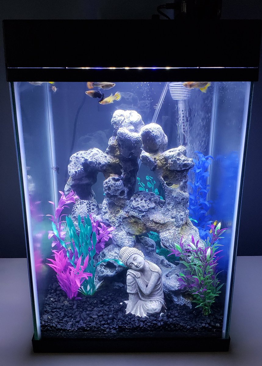 Oh hey I forgot Twitter existed for a while. Also I got a fish tank