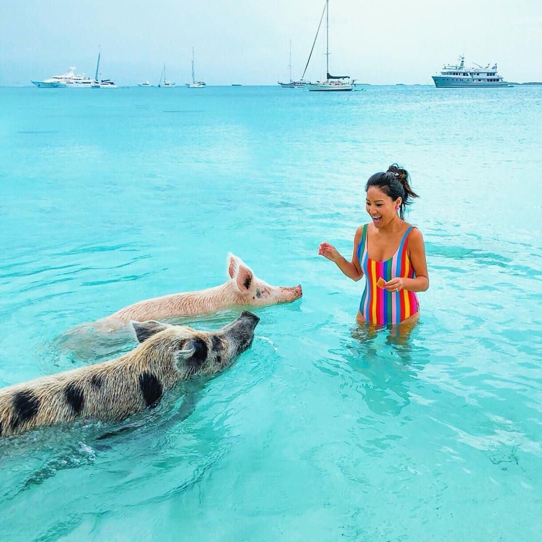 JunkanooM's tweet photo. Vacation Bahamas the island life , swimming with pigs and feeding them. 
•
○
• 
#islandsFever #islandmusic #Junkanoo #Islands https://t.co/fwZnZ2yKzz