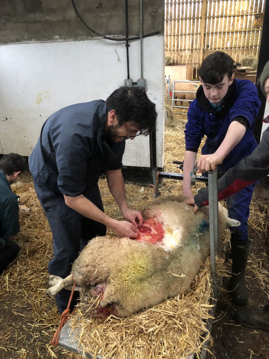 BrymoreFarm's tweet photo. A busy start to the morning! Thanks to Gonçalo from Farm Vets on delivering a healthy pedigree Beltex ram lamb. The lamb was too big to be delivered naturally so mum had to have a caesarean. Full time boarders had the opportunity to witness the whole procedure. #beltex #lambing https://t.co/uKhMvjA7f3