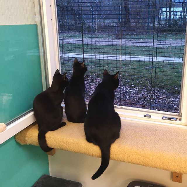 Ally, Caja und Elsa warten schon sehensüchtig auf all die tollen Besucher am Wochenende. Eine Stunde müssen sie sich noch Gedulden, unsere Pforten öffnen sich heut nämlich - wie immer am Wochenende -  von 14.00-18.00 Uhr!! #kitten #sehnsucht #katzen #tie… instagram.com/p/Bui5kkLB5Uv/