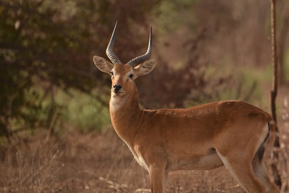 hamadousoumana1's tweet photo. #WorldWildlifeDay
#VisitNiger
#Waterbelow
#Planet
#Nature
#Niger https://t.co/UZqhldmi1q