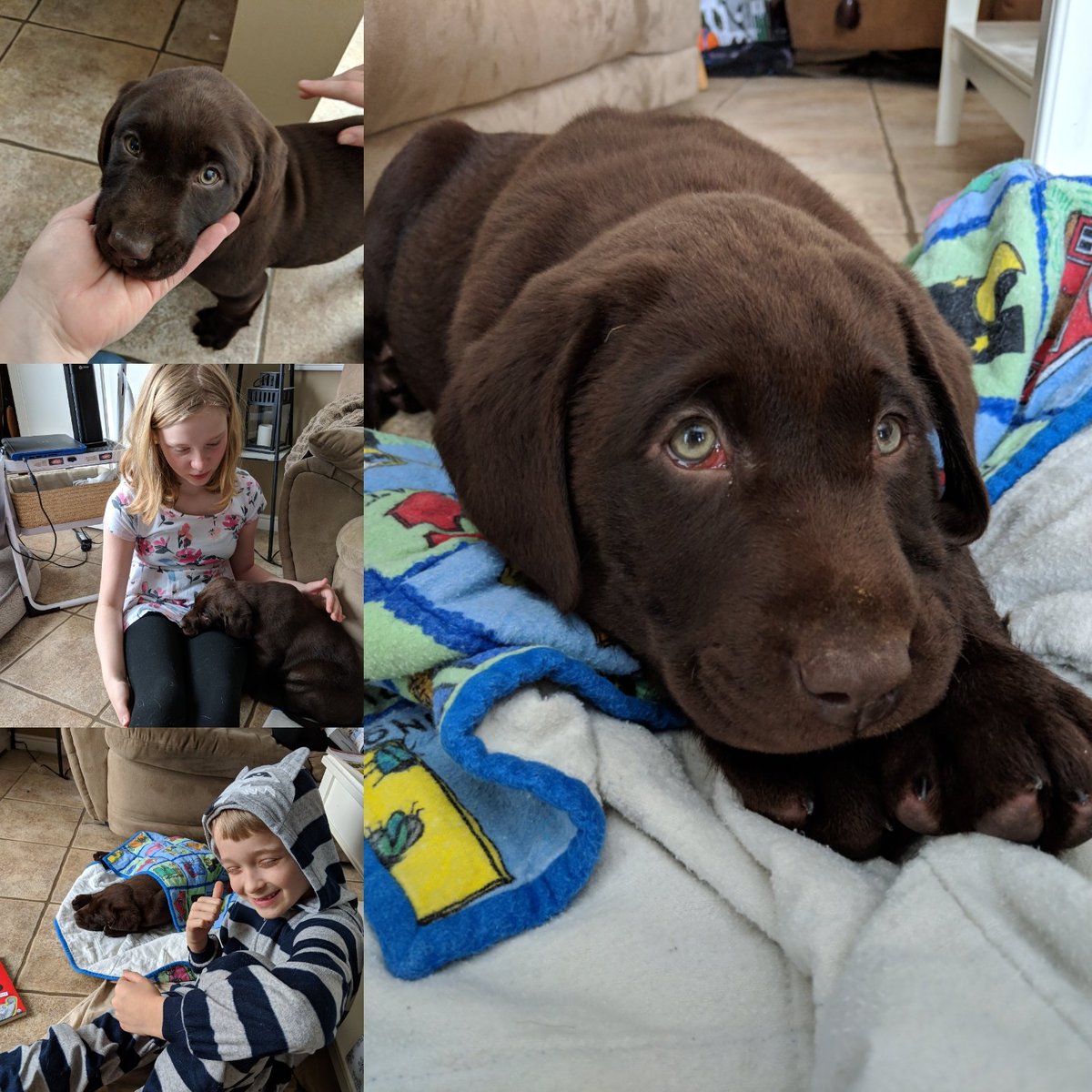 MakingFriendsDT's tweet image. So, this happened yesterday. Meet Bolt. He has a bit of a worrying wheeze, but is otherwise everything you would expect of a wee pupper.