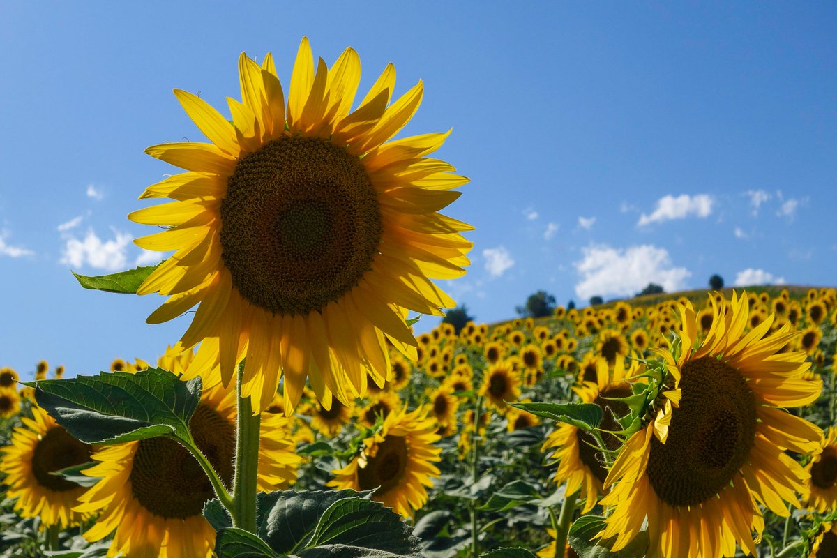 Sammonds_Photo's tweet image. Storm Freya is on its way so keep safe everyone! unbelievable that we had 21 degrees in February! Roll on summer.........