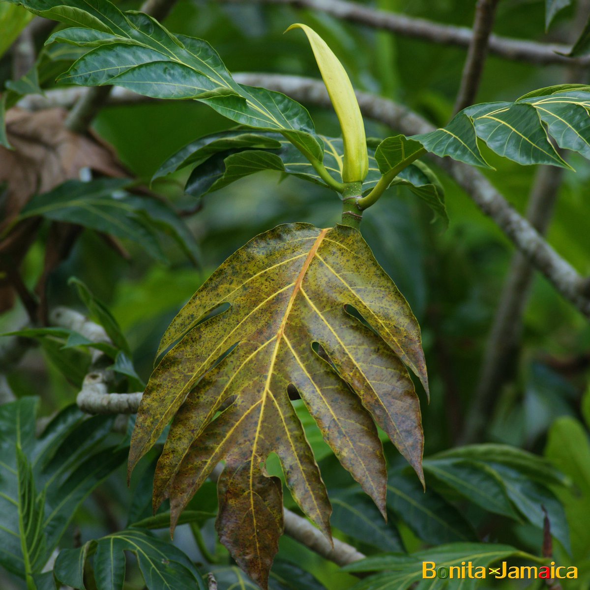 BonitaJamaica's tweet photo. Ripe breadfruit leaf. All things bright and beautiful. 🇯🇲 #Jamaica #Travel #Green #BreadfruitTree #Nature #Leaf https://t.co/fjqStbfNkW