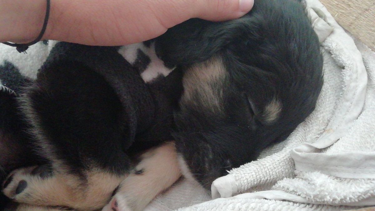 _AngelLizardi's tweet image. Muy tierno y todo durmiendo, pero despierto... Ja weno