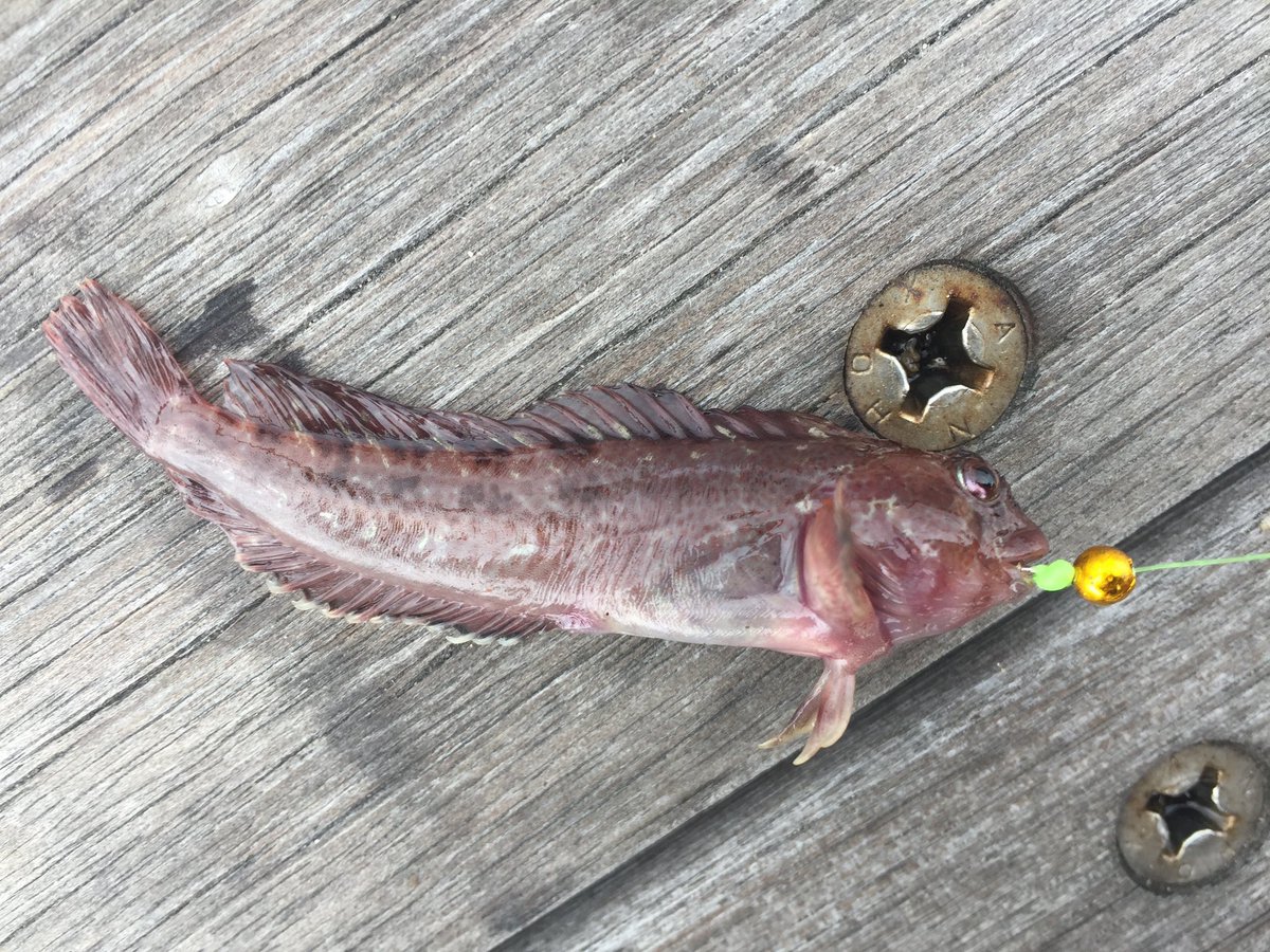 釣るの剛士 釣人 限定 浪漫人 この図鑑ヤバイっす 手のひらサイズでタングステン製かと思うくらい重いですが フルオールカラー で 早速先日ココでも話題になったこの謎の魚を早速調べてみたら ギンポでもカエルウオでもトラギスでもない 地域