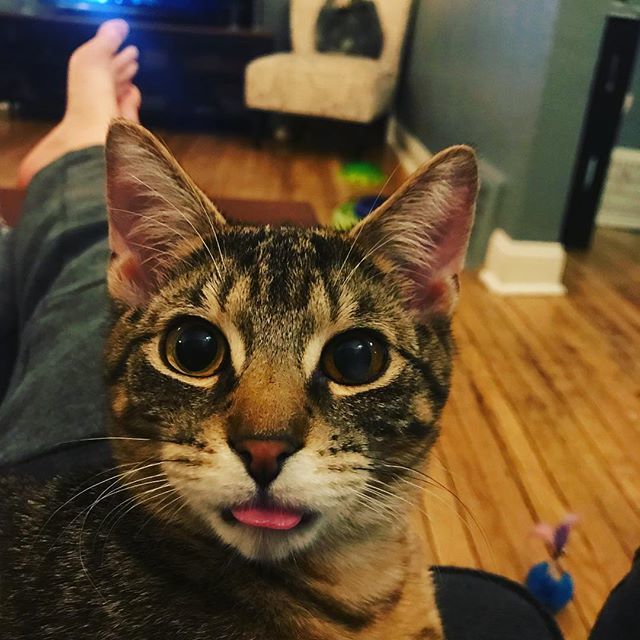 That’s my boy.... he sat like this for a good few minutes #tongue #catsofinstagram #kitten #goofyboy #myboy #tinyestfloof #floof #snugglebuddy ift.tt/2HcECVs