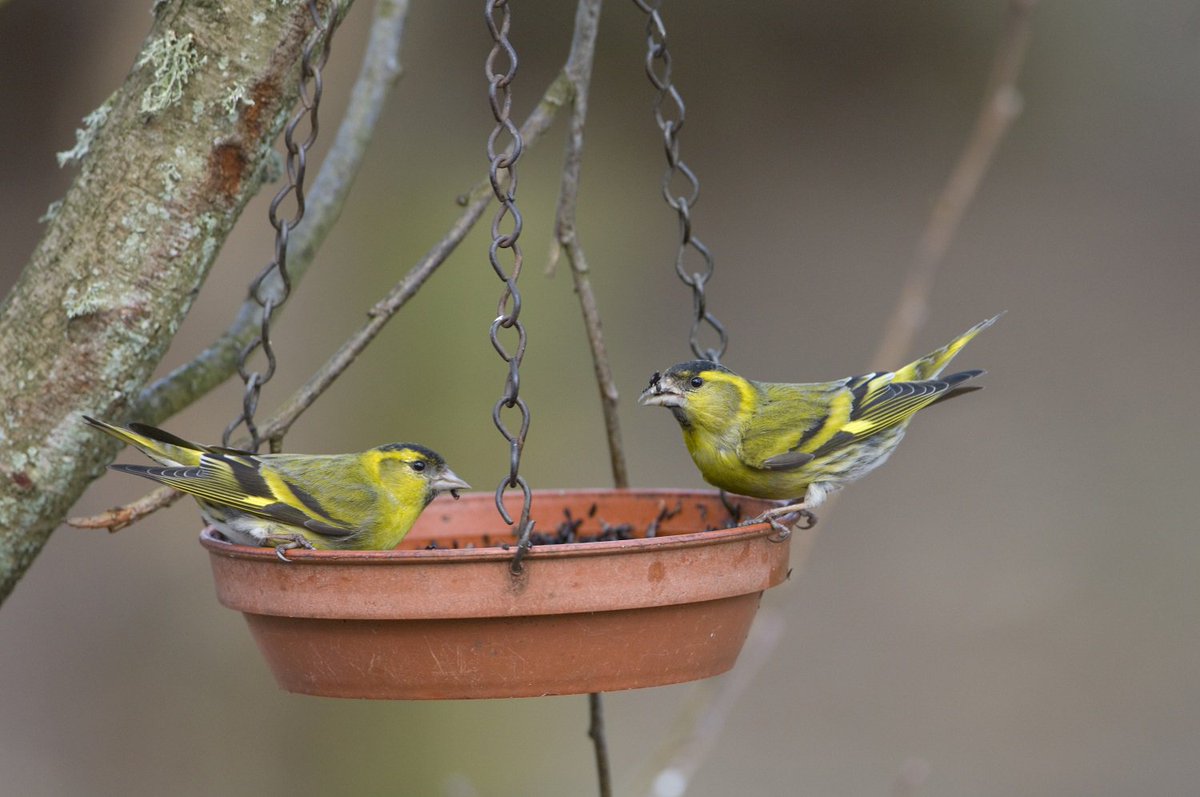 NatureScot's tweet photo. This #WorldWildlifeDay, remember to appreciate urban nature too. Even small areas of greenspace are important wildlife. Gardens and local parks can be great for bird watching or listening! Here are just a few to watch or listen out for: https://t.co/waGQcGz5Cy

#scotnature https://t.co/iUrUXMS0xp